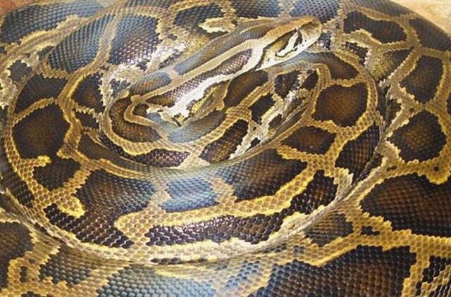 Pitonas bute apsivijo vienerių metų vaiką