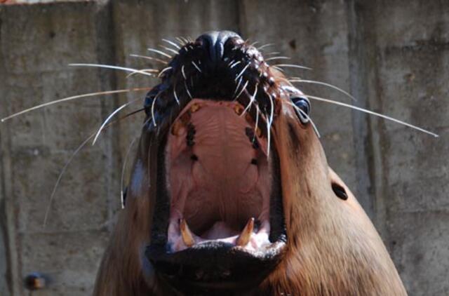 Šiaurės jūrų liūtė atsivedė jauniklį