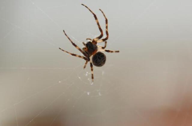 Vorai jau draiko savo pinkles