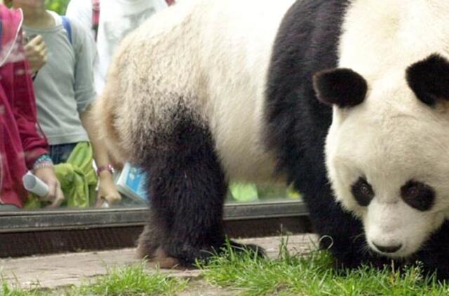 Berlyno zoologijos sode nugaišo lankytojų numylėtinė panda Bao Bao