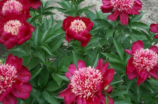 Darže pakvipo brandžiu derliumi