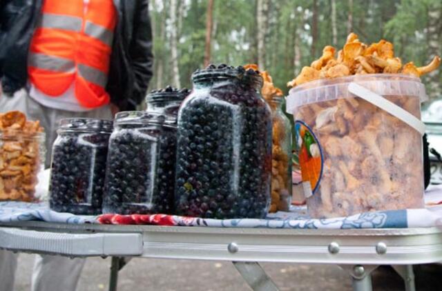 Dzūkijos miškuose apstu voveraičių, pradeda dygti raudonviršiai