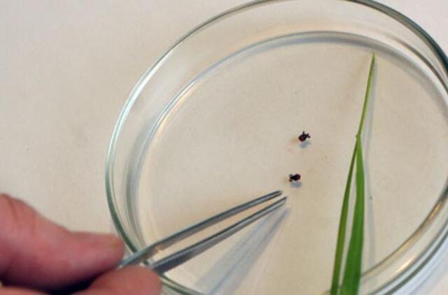 Heartlando virusas: erkės JAV platina naują ligą