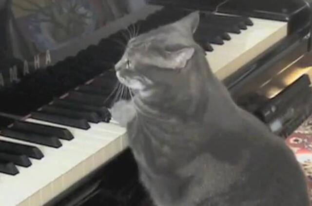 Internet cat sensation Nora draws composer to Philly from Europe
