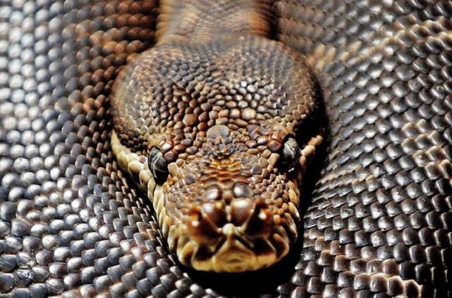 JAV Floridos valstijoje pagautas milžiniškas pitonas