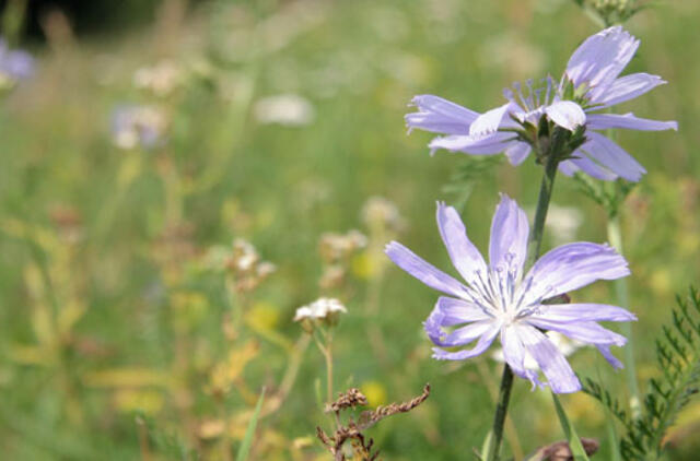 Karščiai savaitgalį nelepins, lietus pasitrauks tik trumpam