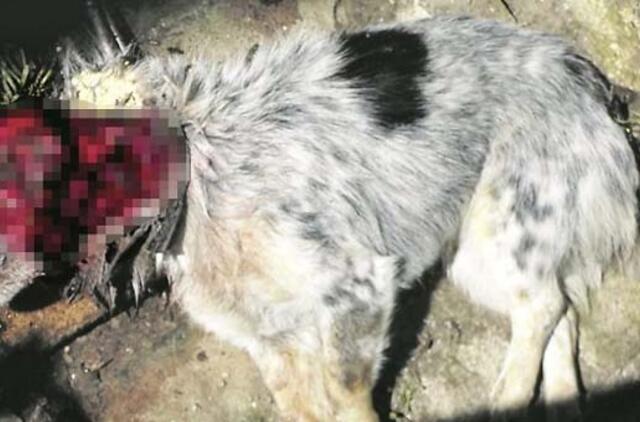 Lūšys Katinų kaime pjauna šunis