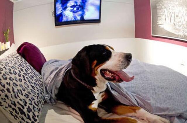 Nidos hostelyje lietuviai ir šunys nepageidaujami