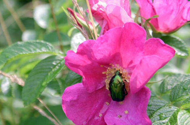 Orai vis labiau primins vasarą