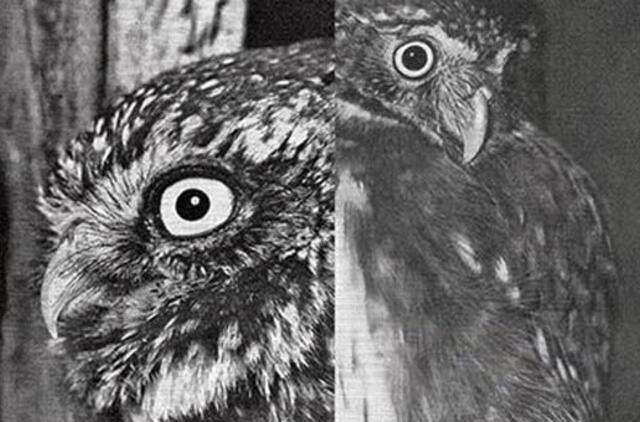 Parodą Smiltynėje lydės piknikas