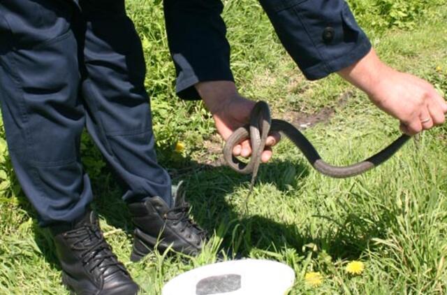 Ugniagesiai atvyko gaudyti gyvatės, bet sugavo žaltį