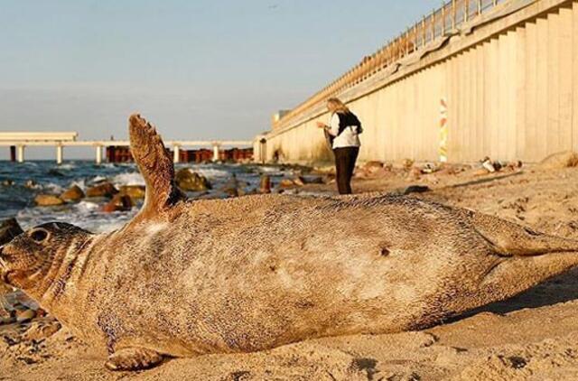 Zelenogradske poilsiautojus linksmina ruonis