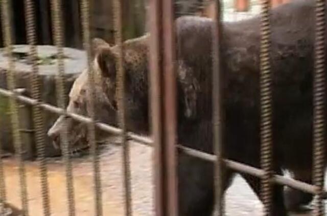 A bear has been confiscated from a Lithuanian businesswoman