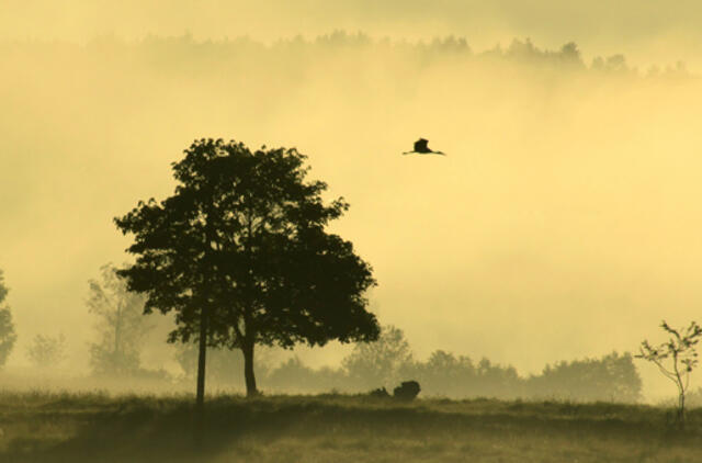 „Gandrų sezono“ fotokonkurso laimėtojams – Žemė iš gandro skrydžio