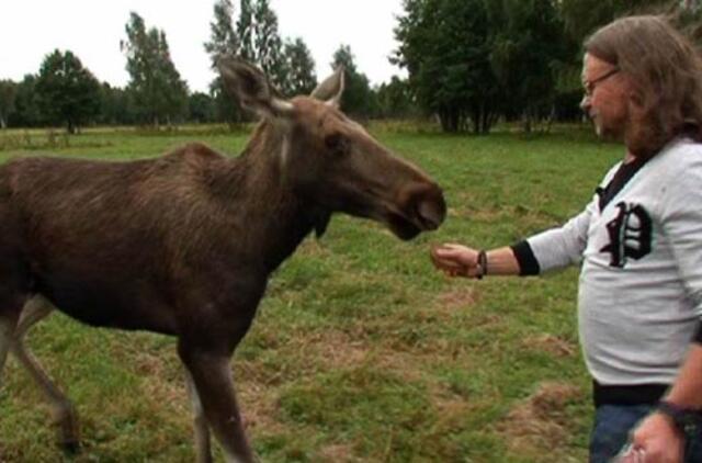 "Karamelinės naujienos": Antaną Bosą užpuolė briedė Meilė