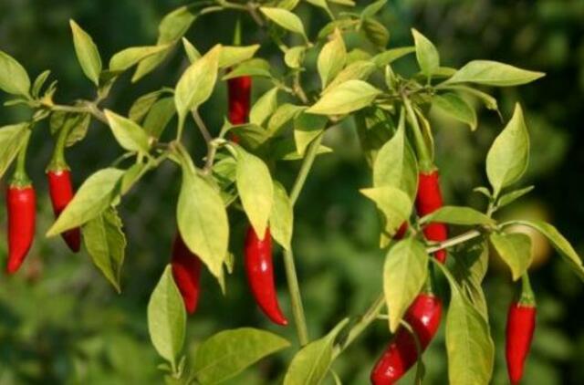 Paneigtas mitas, kad aštrus maistas naikina skonio receptorius