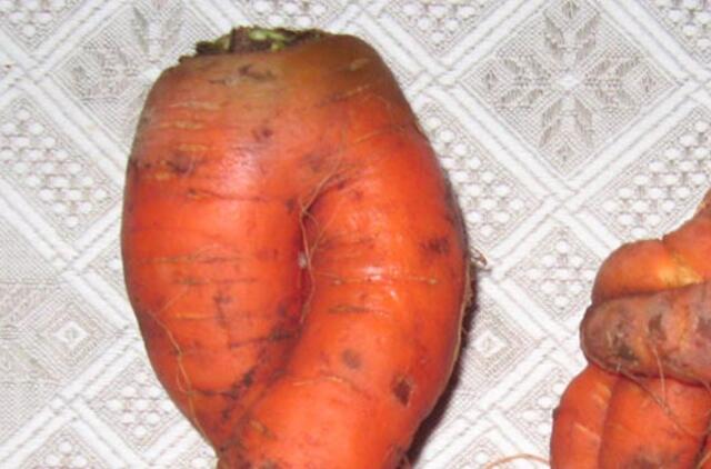 "Skinijos" sodų bendrijoje - linksmos morkų formos