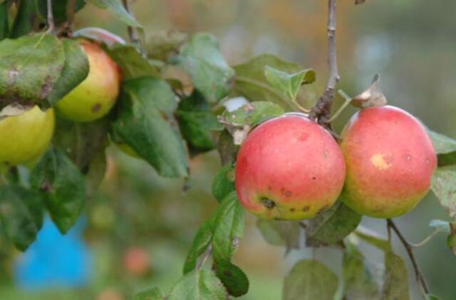 Stebuklingieji obuoliai