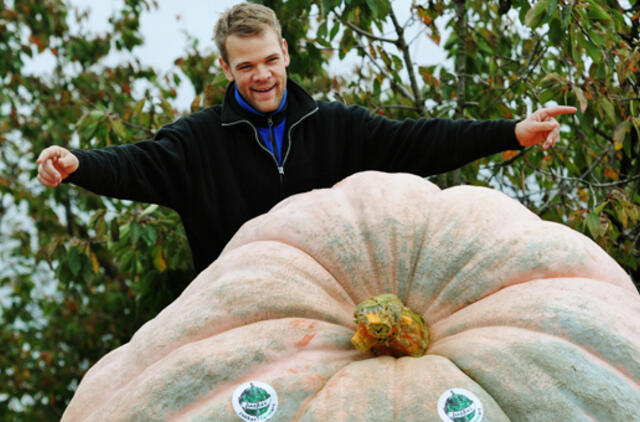 Rekordinis moliūgas sveria 768,5 kilogramo