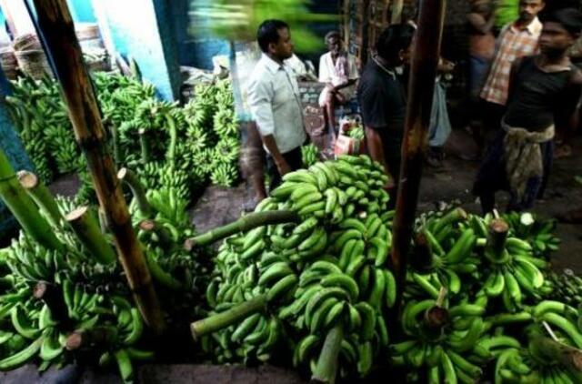 Ateityje bulves pakeis bananai?