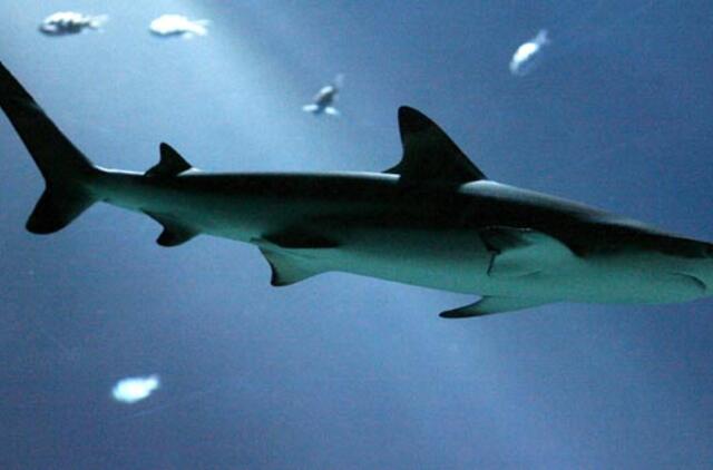 Kalifornijoje ryklys sudraskė banglentininką