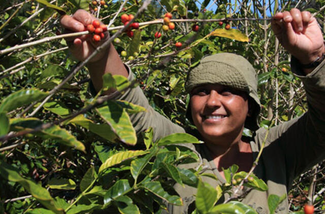 Kavos istorija: ilga kelionė iš Adeno per pasaulį