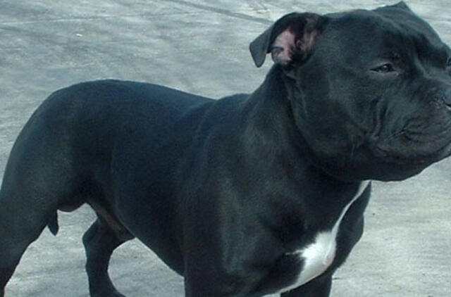 Nuo 2016 m. daugiabučiuose bus draudžiama laikyti kovinius ir pavojingus šunis