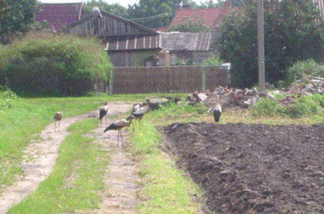 Ornitologai ėmėsi „šokoladinių“ Rusnės gandrų mįslės