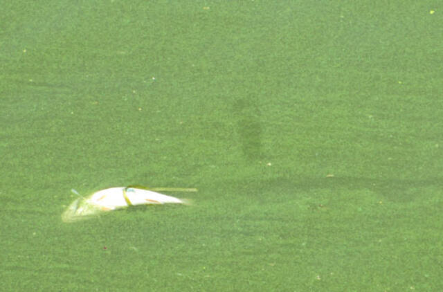 Skalbdami rūbus pagalvokime apie žuvis