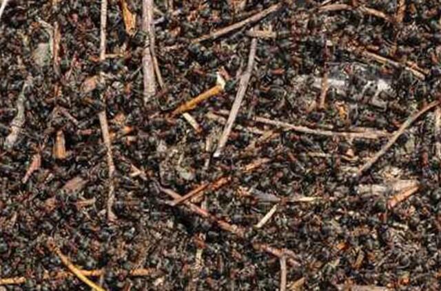 Už liudijimą policijai - sėdėjimas skruzdėlyne