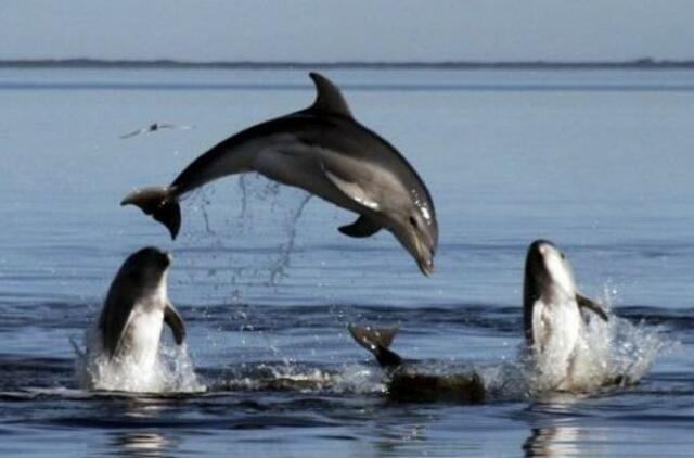 Australijoje ant seklumos išplaukė daugiau kaip 90 banginių ir delfinų