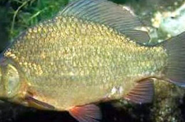 Klaipėdos žvejų laimikis - sidabrašoniai karosai