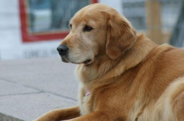 Labradorui ruošiamasi atlikta širdies operaciją, kuri daroma žmonėms