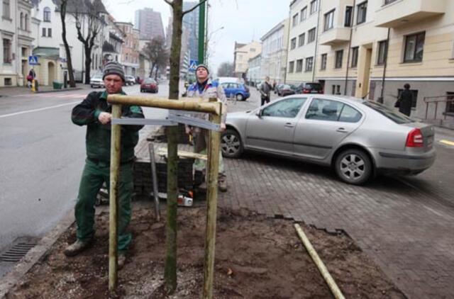 Liepų gatvėje sodinamos naujos liepaitės