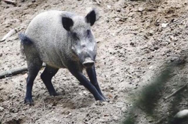 Veterinaras pats ištyrė, pats suvalgė, pats susirgo