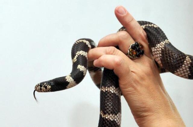 2013-ųjų - Juodosios vandens gyvatės - metų astrologinė prognozė