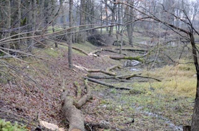 Dėl pjaunamų medžių – kritikos strėlės