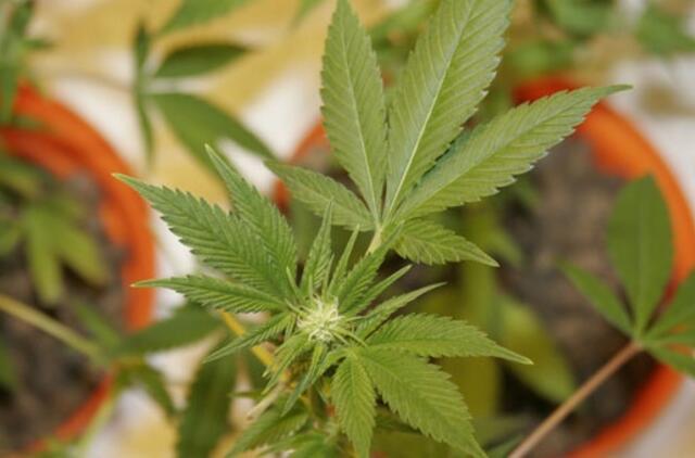 Nuteisti penki narkotinių medžiagų pirkėjai