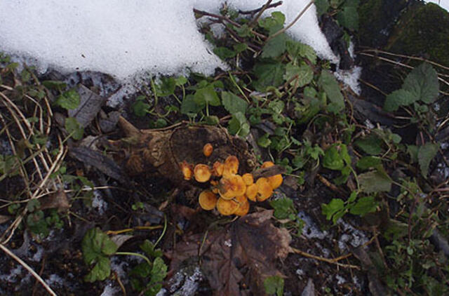 Ir žiemą galima grybauti