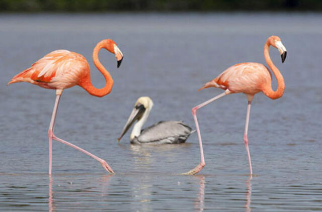 Centrinė Amerika: kelionė vaivorykšte