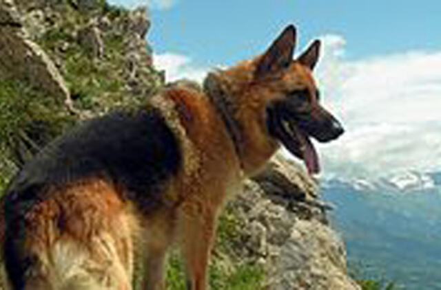 Italijoje šuo po savo šeimininkės mirties reguliariai lankosi bažnyčioje