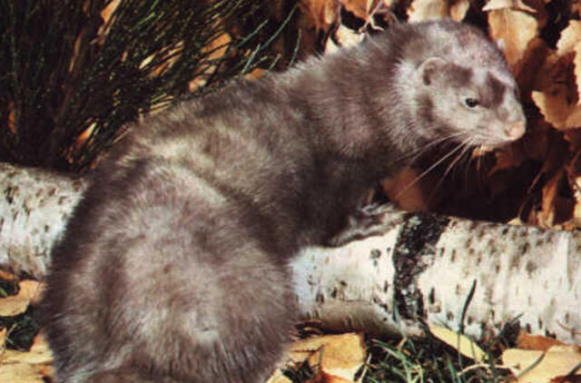 Juodpetriuose pavogtos 247 kanadinės audinės