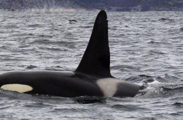 Kanadoje po ledu įstrigo tuzinas orkų