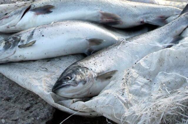 Už neteisėtai sugautą lašišą ar šlakį teks pakloti 2000 litų