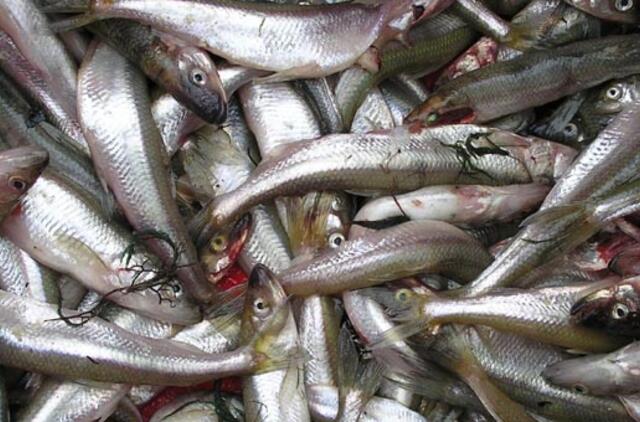 Aplinkos ministras žvejams dovanoja 3 kg stintų