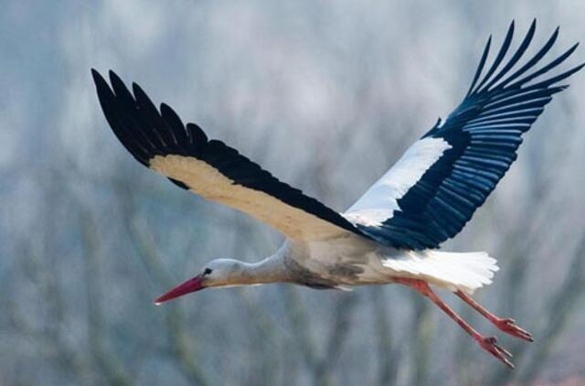 Gandrai jau neša pavasarį