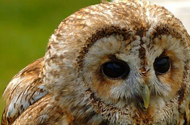 Kaip pelėda sukiodama galvą nenusisuka sprando?