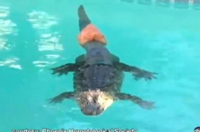 2 metrų ilgio aligatoriui pritaisytas uodegos protezas (Video)