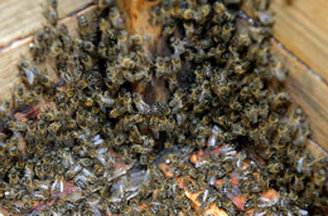 Augalai pelno bičių simpatijas doze kofeino