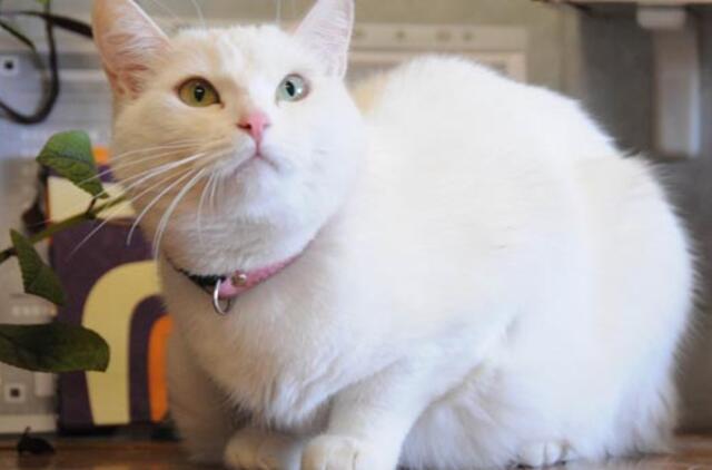 "Būk mano draugas". Asia